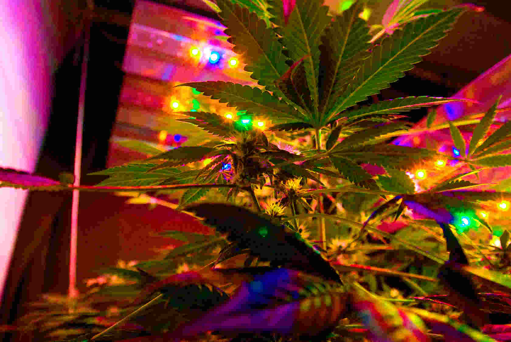 solar powered grow